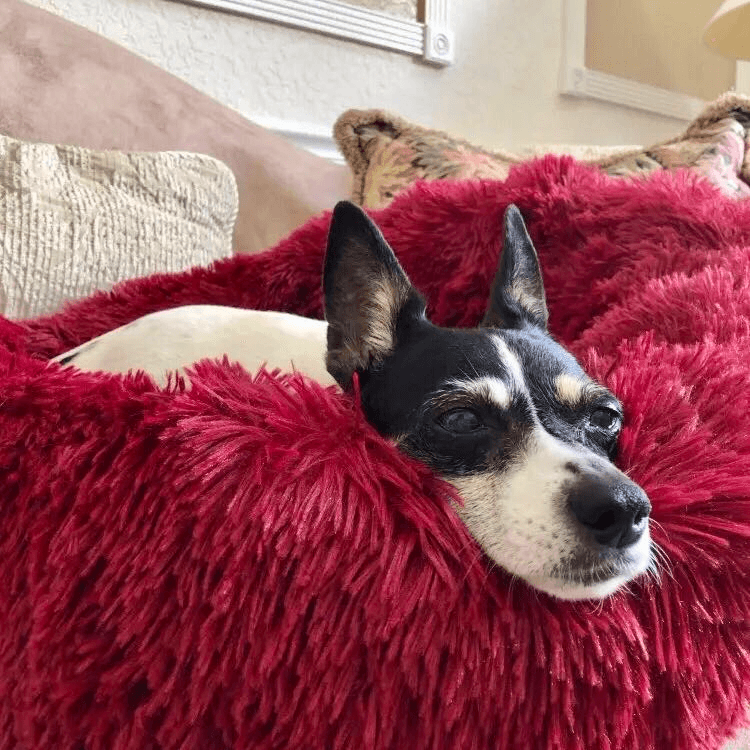 Cama Nuvem Pets Conforto - Lojas Promorin