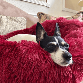 Cama Nuvem Pets Conforto - Lojas Promorin