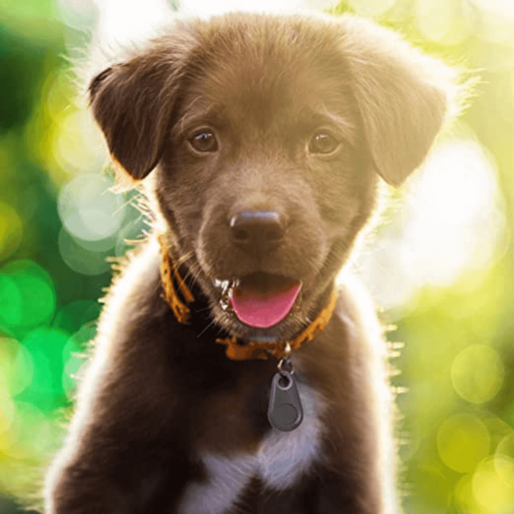 Mini Rastreador GPS de Coleira para Pet - Lojas Promorin