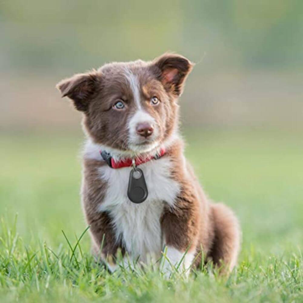 Mini Rastreador GPS de Coleira para Pet - Lojas Promorin